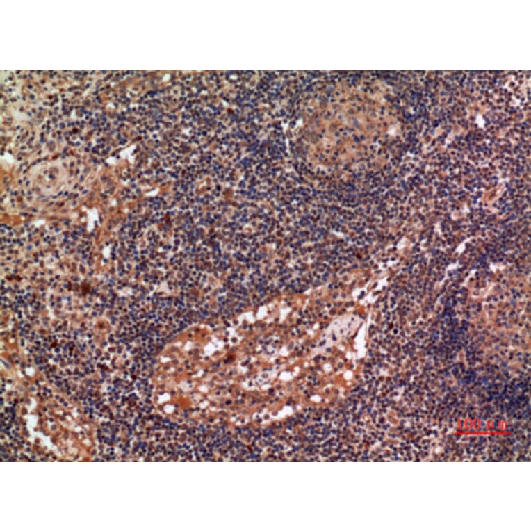 Immunohistochemistry - Anti-ALDH2 Antibody (C30032) - Antibodies.com
