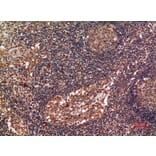 Immunohistochemistry - Anti-ALDH2 Antibody (C30032) - Antibodies.com