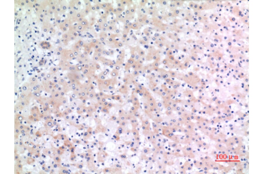 Immunohistochemistry - Anti-ALCAM Antibody (C30441) - Antibodies.com