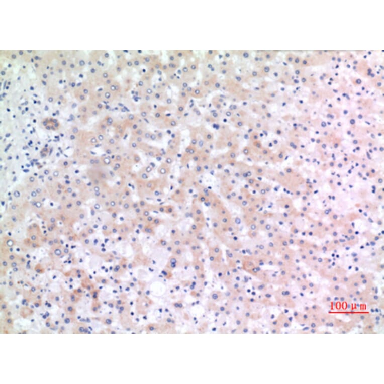 Immunohistochemistry - Anti-ALCAM Antibody (C30441) - Antibodies.com