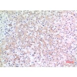 Immunohistochemistry - Anti-ALCAM Antibody (C30441) - Antibodies.com