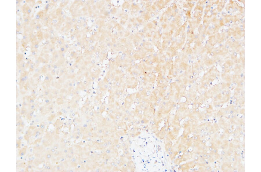 Immunohistochemistry - Anti-ALCAM Antibody (C30441) - Antibodies.com