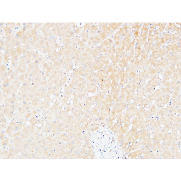 Immunohistochemistry - Anti-ALCAM Antibody (C30441) - Antibodies.com