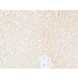 Immunohistochemistry - Anti-ALCAM Antibody (C30441) - Antibodies.com