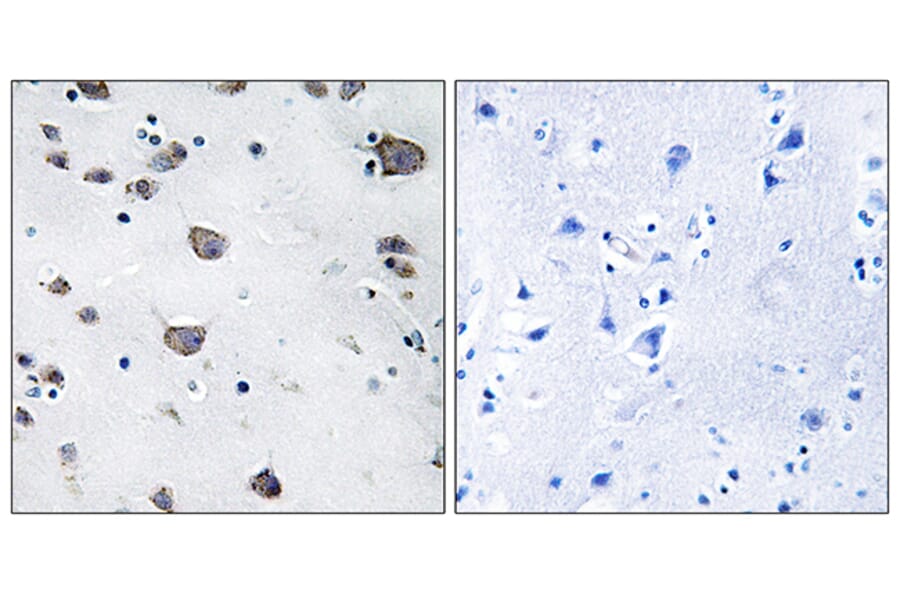 Immunohistochemistry - Anti-AIFM3 Antibody (C12048) - Antibodies.com