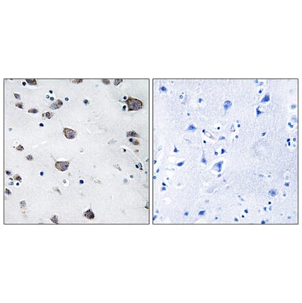 Immunohistochemistry - Anti-AIFM3 Antibody (C12048) - Antibodies.com