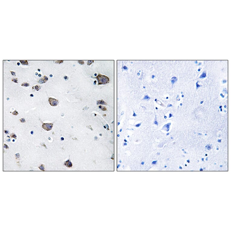 Immunohistochemistry - Anti-AIFM3 Antibody (C12048) - Antibodies.com