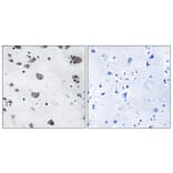 Immunohistochemistry - Anti-AIFM3 Antibody (C12048) - Antibodies.com