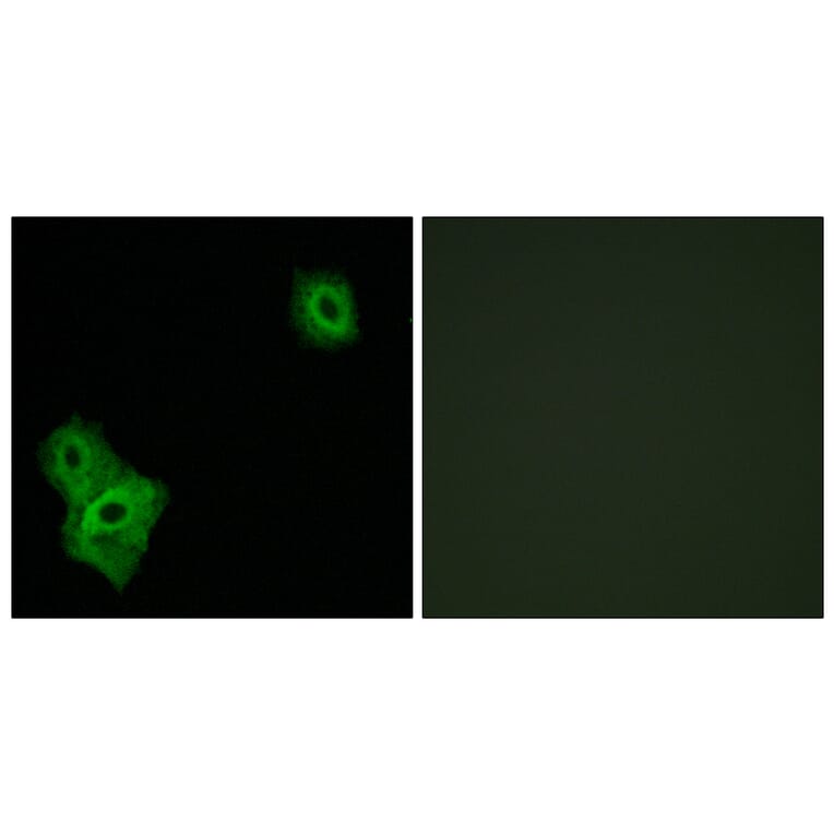 Immunofluorescence - Anti-AIFM3 Antibody (C12048) - Antibodies.com