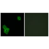 Immunofluorescence - Anti-AIFM3 Antibody (C12048) - Antibodies.com