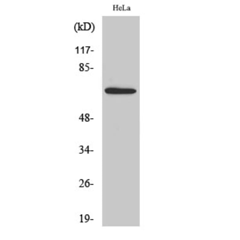 Western Blot - Anti-AIFM3 Antibody (C12048) - Antibodies.com