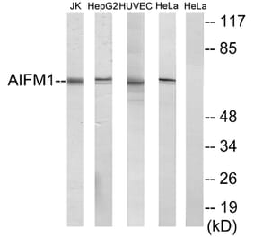 Western Blot - Anti-AIFM1 Antibody (C13024) - Antibodies.com