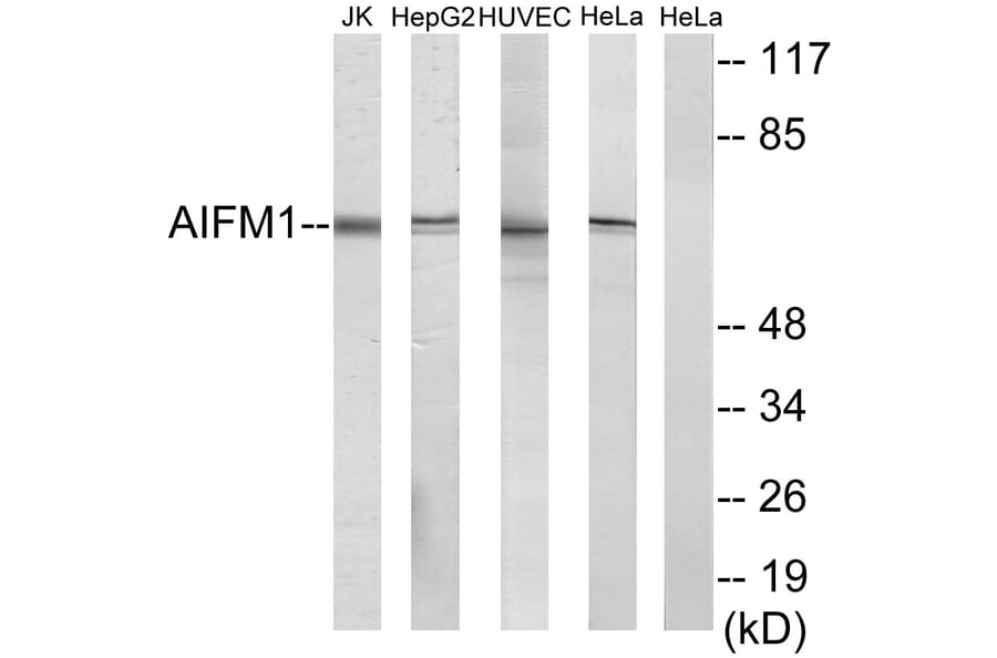 Western Blot - Anti-AIFM1 Antibody (C13024) - Antibodies.com