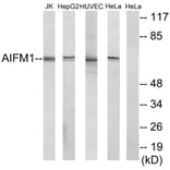 Western Blot - Anti-AIFM1 Antibody (C13024) - Antibodies.com