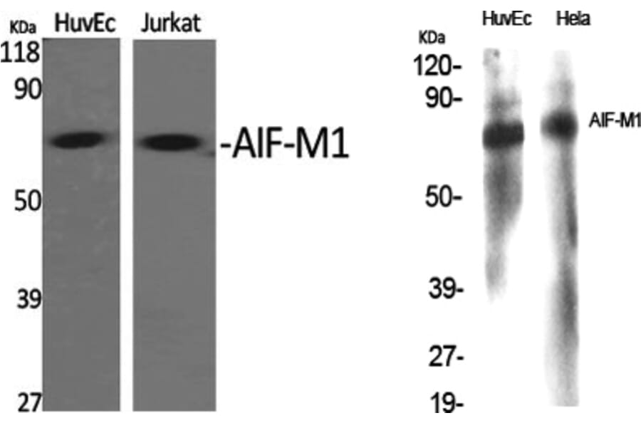 Western Blot - Anti-AIFM1 Antibody (C13024) - Antibodies.com