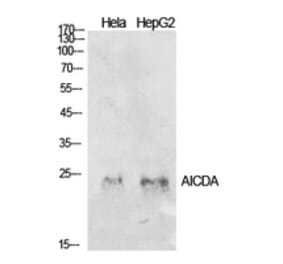 Western Blot - Anti-AICDA Antibody (C30200) - Antibodies.com