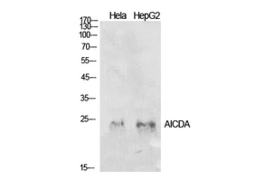Western Blot - Anti-AICDA Antibody (C30200) - Antibodies.com