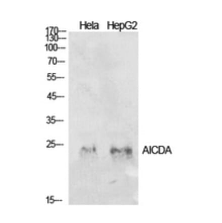 Western Blot - Anti-AICDA Antibody (C30200) - Antibodies.com