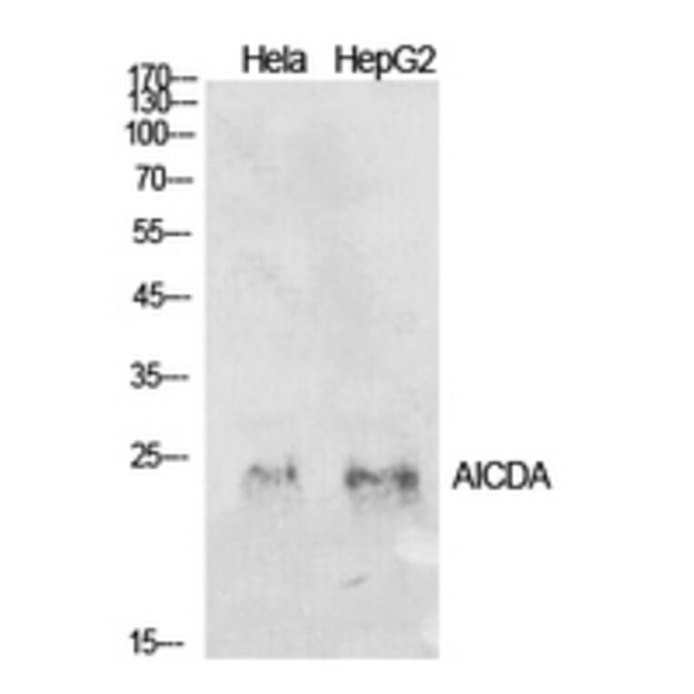 Western Blot - Anti-AICDA Antibody (C30200) - Antibodies.com