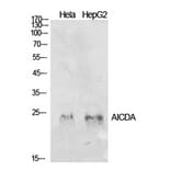Western Blot - Anti-AICDA Antibody (C30200) - Antibodies.com