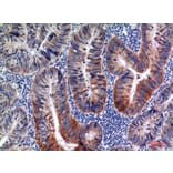Immunohistochemistry - Anti-AICDA Antibody (C30200) - Antibodies.com