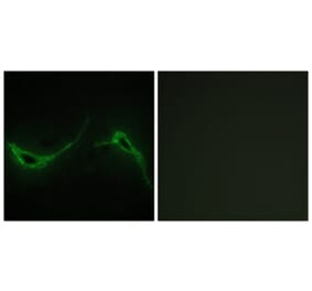 Immunofluorescence - Anti-ADCY7 Antibody (C12037) - Antibodies.com