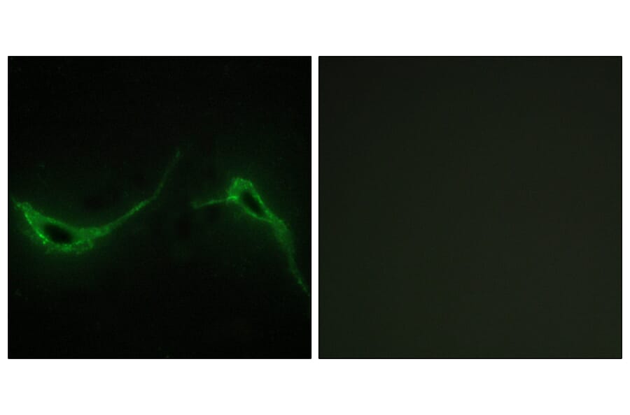 Immunofluorescence - Anti-ADCY7 Antibody (C12037) - Antibodies.com