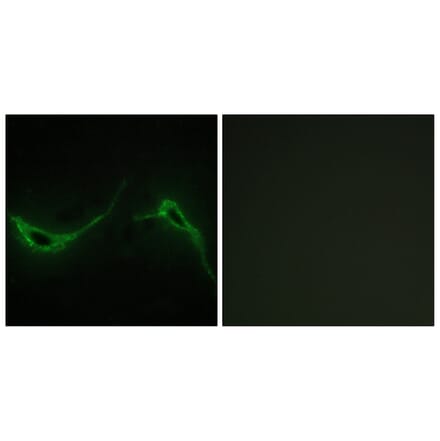 Immunofluorescence - Anti-ADCY7 Antibody (C12037) - Antibodies.com