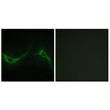 Immunofluorescence - Anti-ADCY7 Antibody (C12037) - Antibodies.com