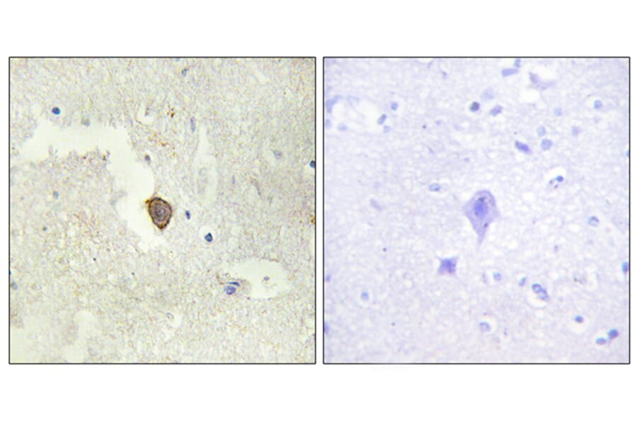 Immunohistochemistry - Anti-ADCY7 Antibody (C12037) - Antibodies.com