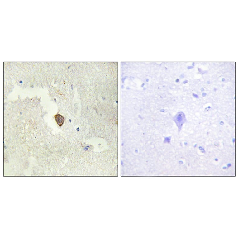 Immunohistochemistry - Anti-ADCY7 Antibody (C12037) - Antibodies.com