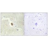Immunohistochemistry - Anti-ADCY7 Antibody (C12037) - Antibodies.com