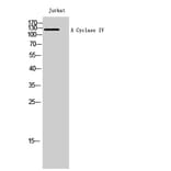Western Blot - Anti-ADCY4 Antibody (C12034) - Antibodies.com
