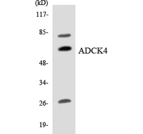 Western Blot - Anti-ADCK4 Antibody (R12-2446) - Antibodies.com