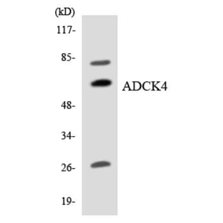 Western Blot - Anti-ADCK4 Antibody (R12-2446) - Antibodies.com