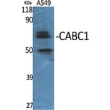 Western Blot - Anti-ADCK3 Antibody (C11378) - Antibodies.com