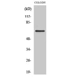 Western Blot - Anti-ADCK3 Antibody (C11378) - Antibodies.com