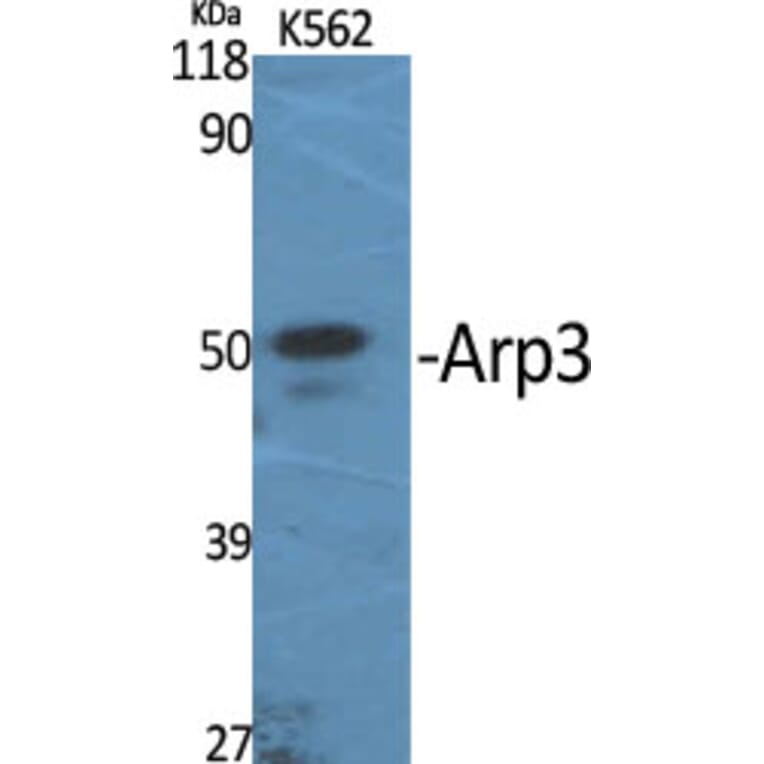 Western Blot - Anti-ACTR3 Antibody (C14244) - Antibodies.com