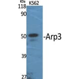 Western Blot - Anti-ACTR3 Antibody (C14244) - Antibodies.com