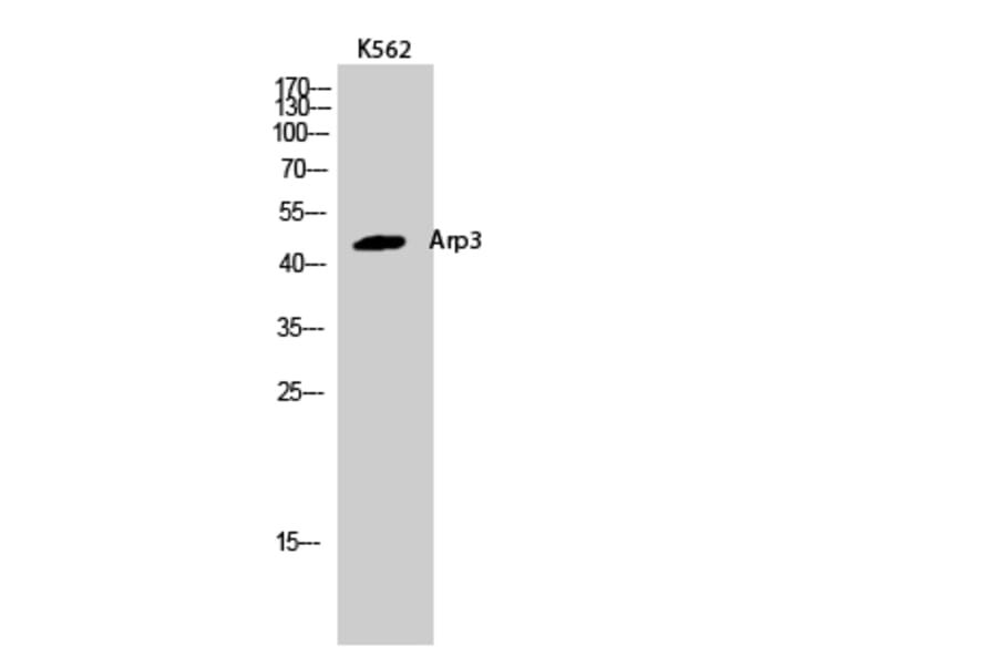 Western Blot - Anti-ACTR3 Antibody (C14244) - Antibodies.com