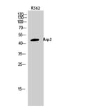 Western Blot - Anti-ACTR3 Antibody (C14244) - Antibodies.com