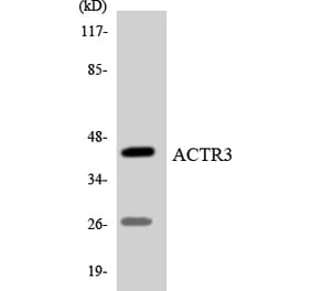 Western Blot - Anti-ACTR3 Antibody (R12-2443) - Antibodies.com