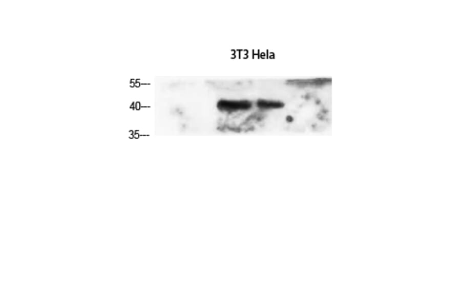 Western Blot - Anti-ACTA2 Antibody (C30880) - Antibodies.com