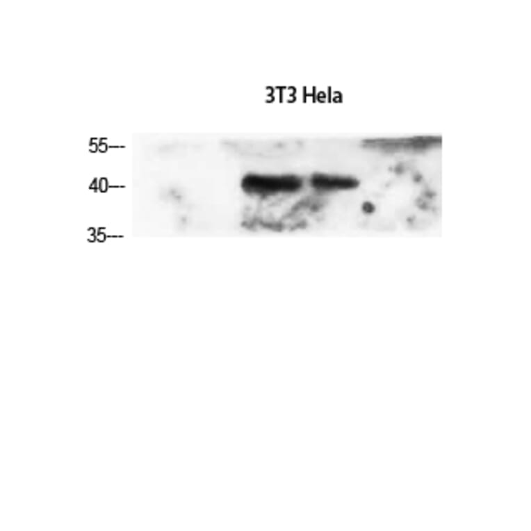 Western Blot - Anti-ACTA2 Antibody (C30880) - Antibodies.com