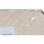 Immunohistochemistry - Anti-ACTA2 Antibody (C30880) - Antibodies.com