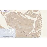 Immunohistochemistry - Anti-ACTA2 Antibody (C30880) - Antibodies.com