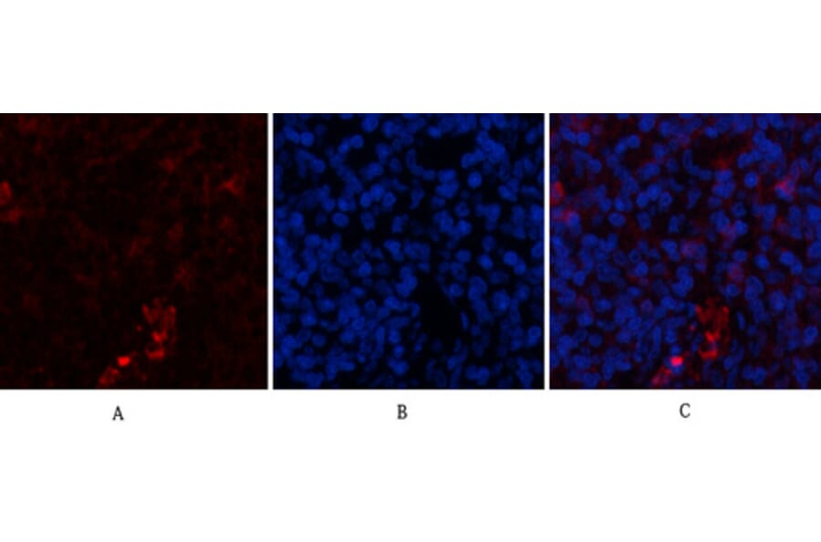 Immunofluorescence - Anti-ACTA2 Antibody (C30880) - Antibodies.com