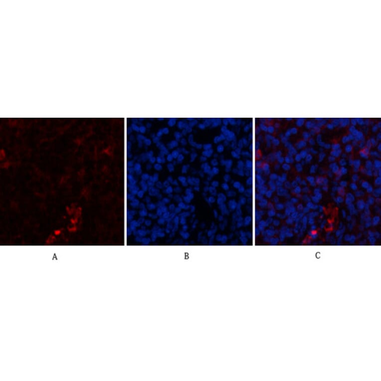 Immunofluorescence - Anti-ACTA2 Antibody (C30880) - Antibodies.com
