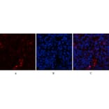 Immunofluorescence - Anti-ACTA2 Antibody (C30880) - Antibodies.com