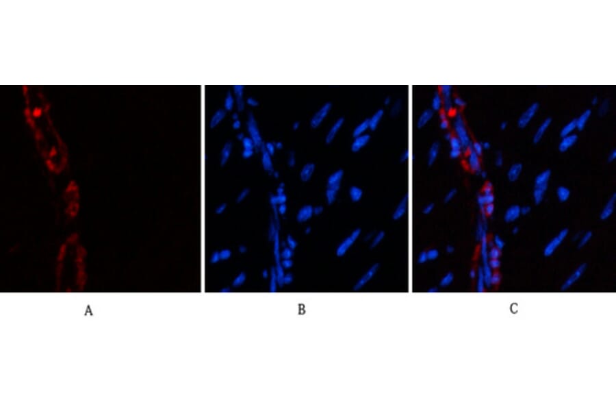 Immunofluorescence - Anti-ACTA2 Antibody (C30880) - Antibodies.com